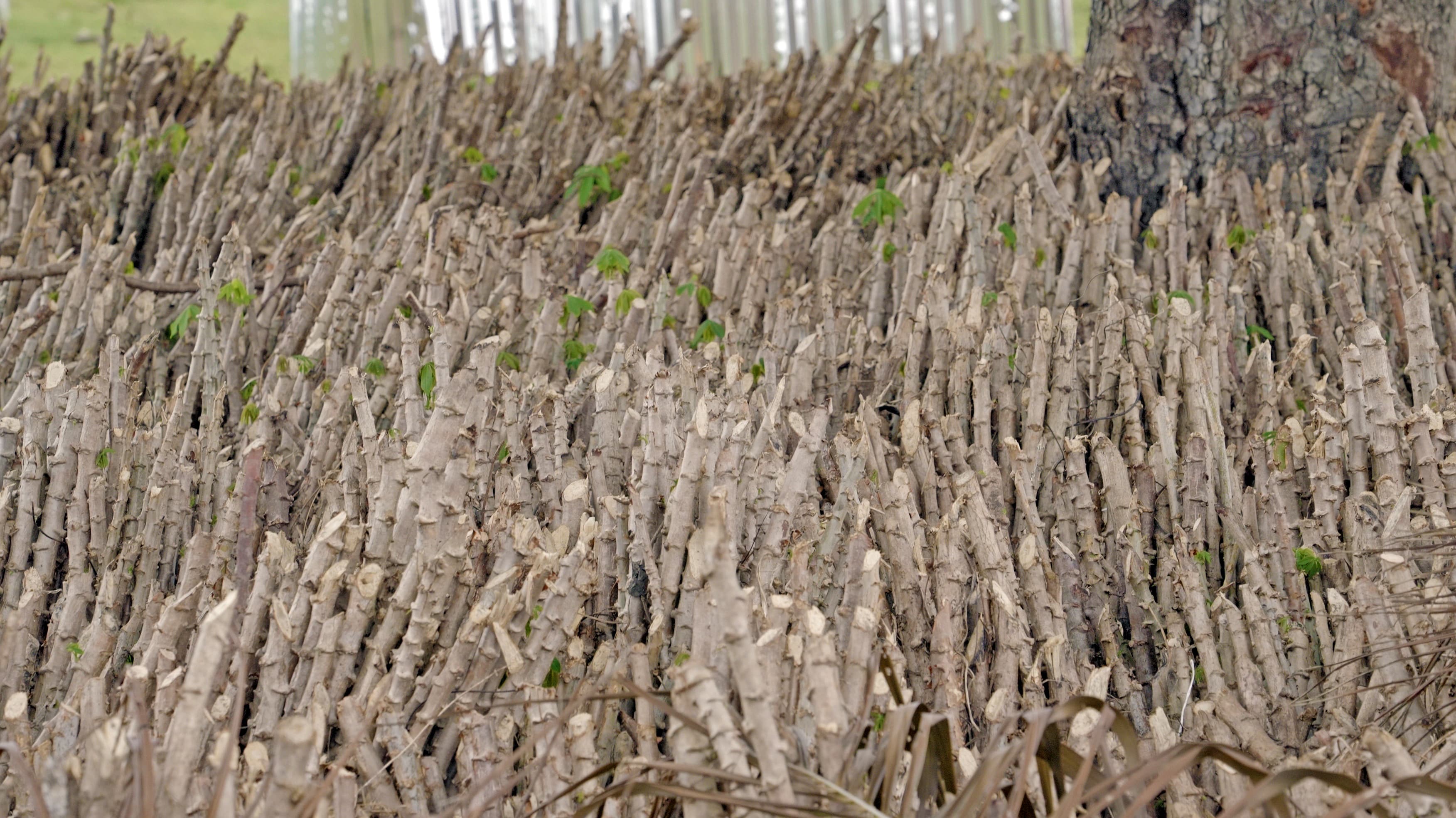 Cassava Stem Cuttings Prepared for Planting